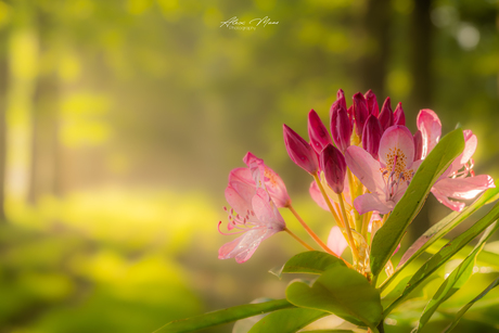 Rhododendron