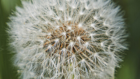 Close up van paardenbloem
