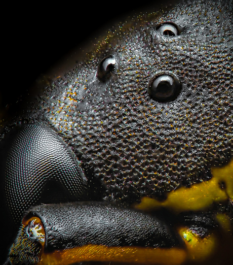 Ogen van een Veldwesp.