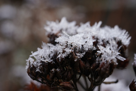 Vorst op sedum