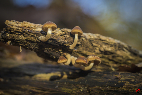Groeien naar het licht!
