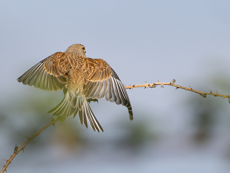 Het verenkleed van een kneu