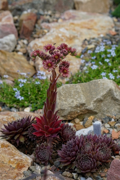 Sempervivum "Pilatus"