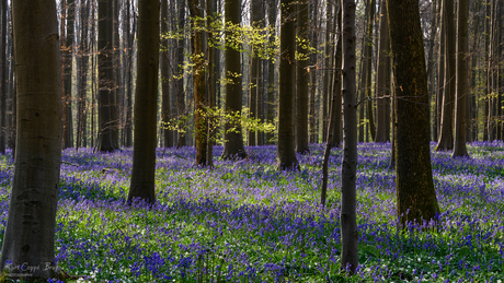 Hallerbos1