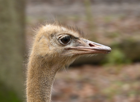 Struise vogel