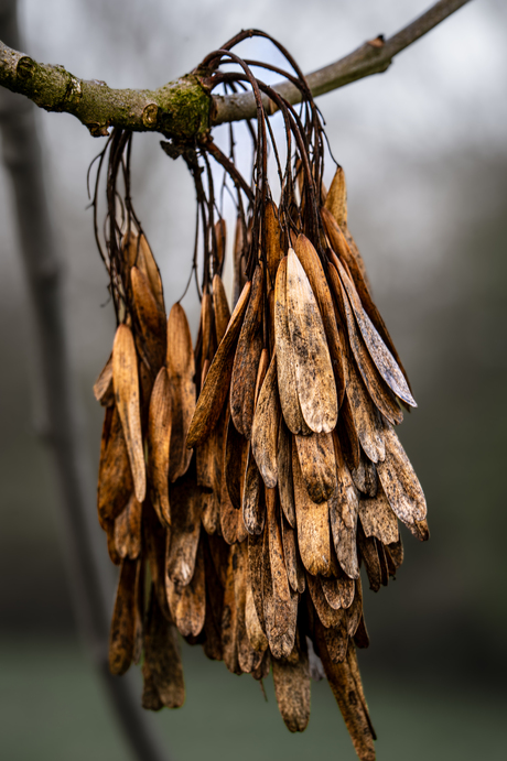 vleugels van het verleden