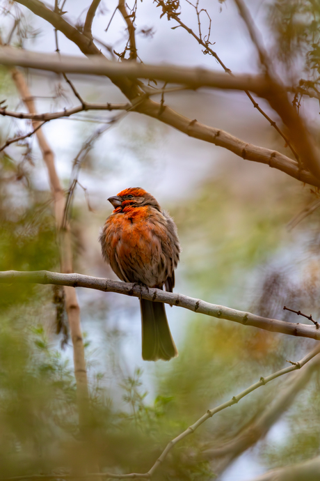 Pretty Red