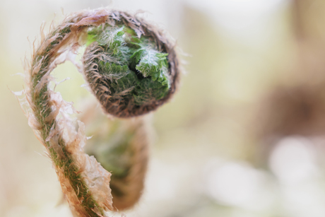 Ontwaken van een Krulvaren