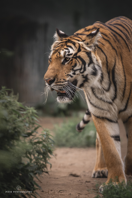 Tijger in Landgoed Hoenderdaell