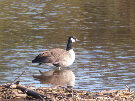 De Canadese gans