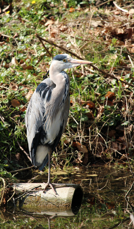 De reiger op z'n mooist
