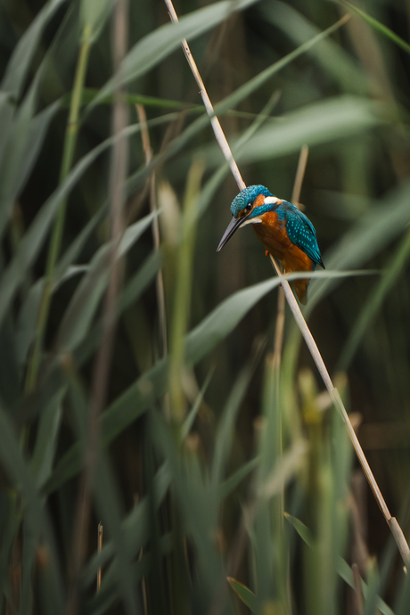 Ijsvogeltje