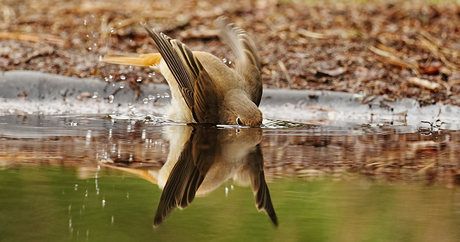 gekraagde roodstaart