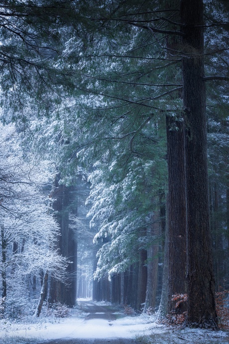 Magical winter forest