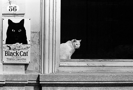 Black Cat / White Cat