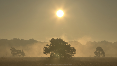 Nederlandse Savanne