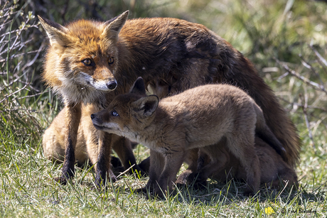 Moeder vos met haar kleintjes