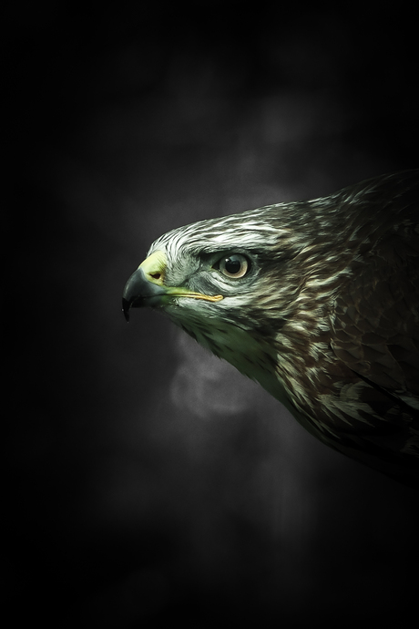 Portret van een buizerd