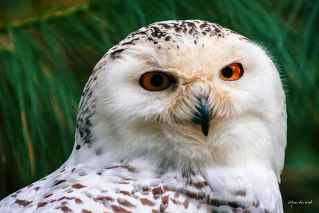 Prachtige sneeuw uil