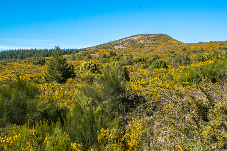 Bloeiende brem op de hoogvlakte van Madeira