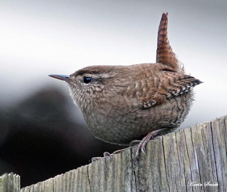 "Het winterkoninkje kwam even langs..."