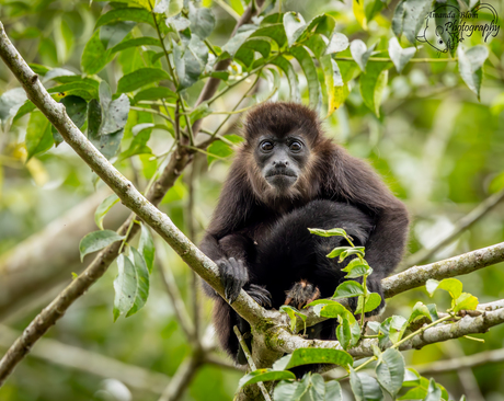 Kleine Brulaap in Costa Rica