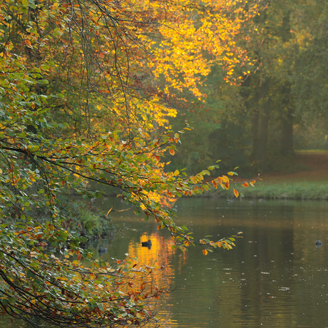 Magisch mooie herfstkleuren