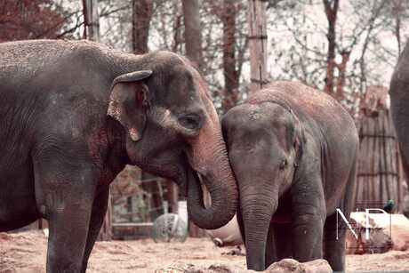 Moeder en dochter olifant