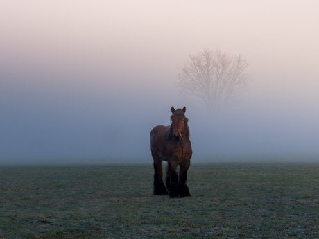 Paard in de mist