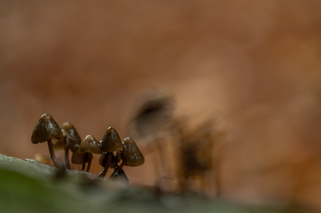 Gezellig samen in de regen