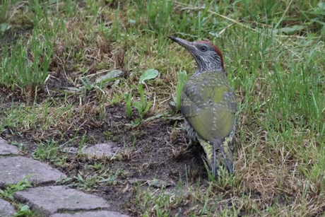 Jonge groene Specht 