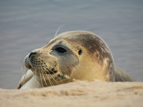 Gewone zeehond