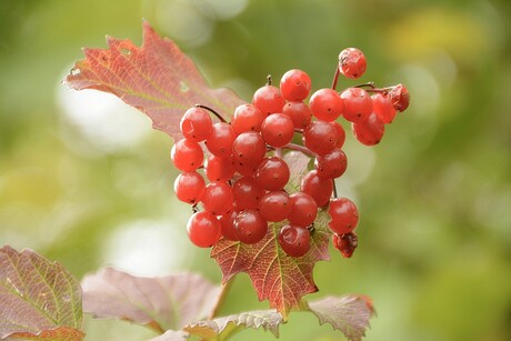 Gewoon een simpele Gelderse roos