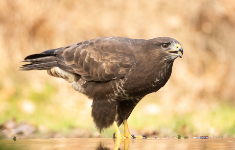 Buizerd