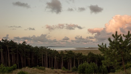 Boslandschap op Terschelling