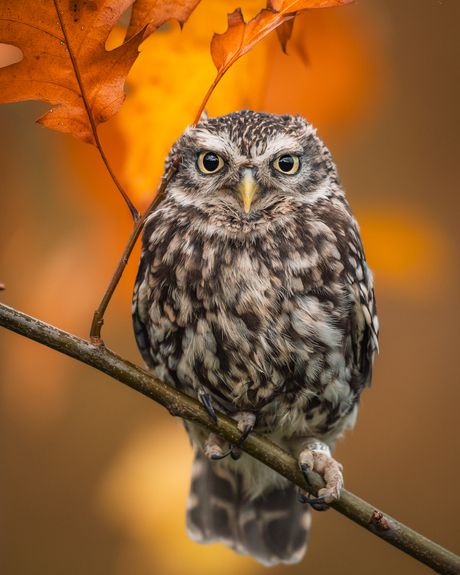 Steenuiltje in herfstsetting