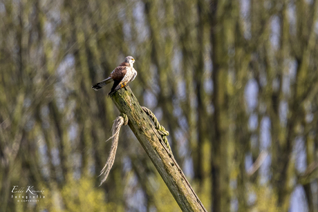 Torenvalk maakt zich op. 