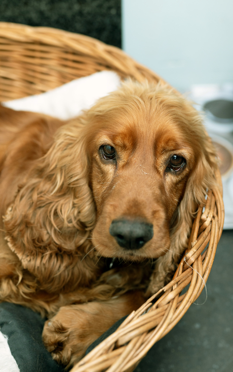 Een Engelse Cockerspaniel 