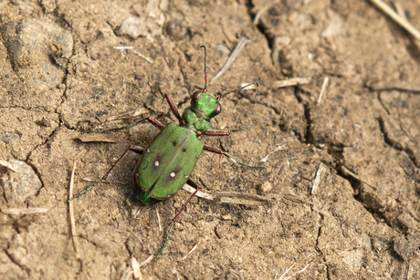 Groene Zandloopkever