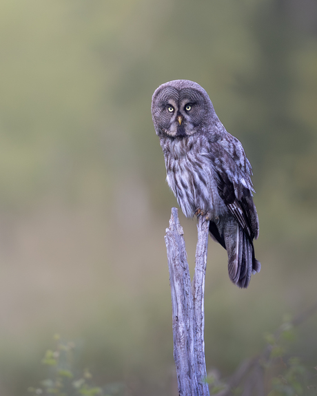 De imposante laplanduil