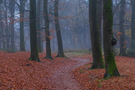 mist in het bos