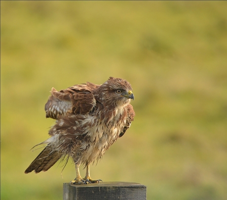 Buizerd