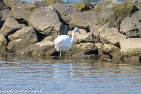 Zilverreiger