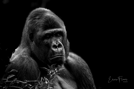 Portret gorilla 