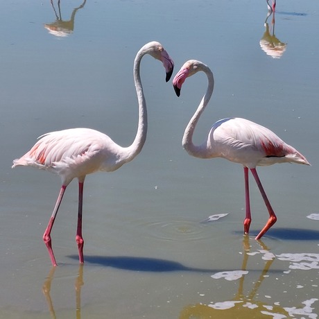 Flamingo's Camargue