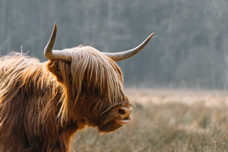 Schotse Hooglander, prachtige en machtige dieren in de Schinveldse Bossen