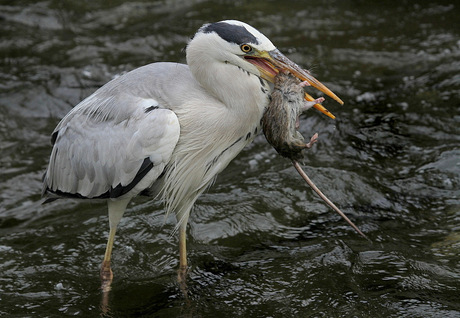 Reiger