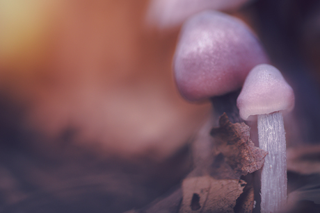 Magische paddenstoelen