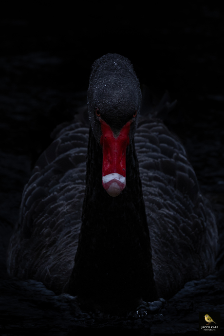 Zwarte zwaan 2025-10-16