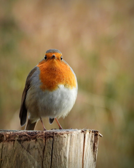Met de borst vooruit